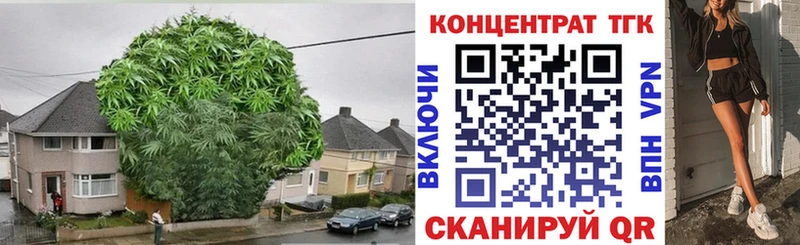 Купить  Княгинино  ТГК концентрат 