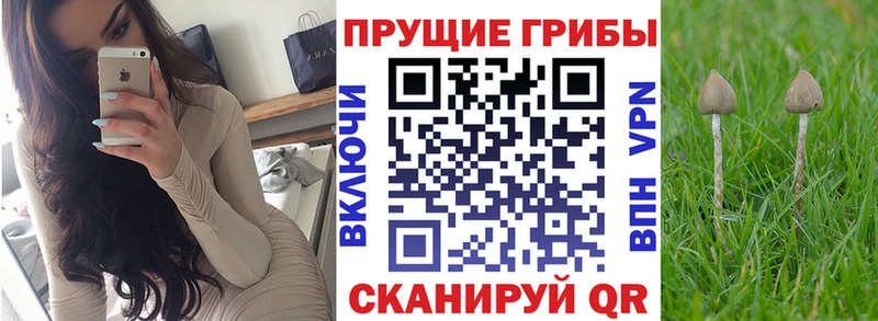 Псилоцибиновые грибы Magic Shrooms  Купить закладки  Княгинино 